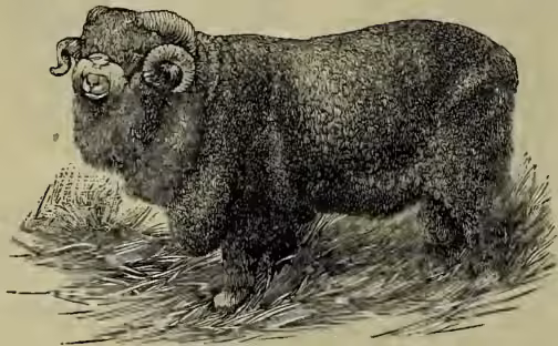 A detailed black and white illustration of a Merino Ram, showing its thick, curly wool and large, curved horns.