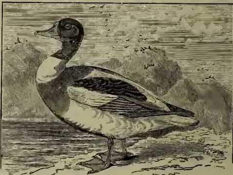 A detailed black and white illustration of a Common Sheldrake (Tadorna vulpanser) standing on a sandy or rocky shore. The bird has a dark head and neck, a white collar around its neck, and a dark breast and back with a white patch on the wing. It is facing left.