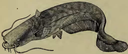 A detailed black and white illustration of a Silurus glanis, a catfish. The fish is shown in profile, facing left. It has a large, elongated head with a prominent mouth and several long, thin barbels extending from the front. The body is deep and somewhat flattened, with a large, forked tail. The scales are depicted as small, overlapping circles along the body. The dorsal fin is relatively short and positioned towards the middle of the back. The pectoral, pelvic, and anal fins are also visible.