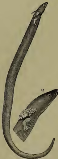 Illustration of the Siren lacertina, a long, slender, eel-like amphibian. It has a long tail, four small legs, and a head with a small patch of teeth on the roof of the mouth. The illustration shows the animal in profile, facing right.