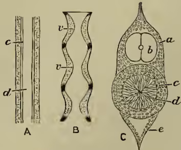 Figure 1: Diagrams of the notochord and its development. A shows an unsegmented notochord (d) with its sheath (c). B shows the notochord being constricted by its sheath, with parts marked (v) corresponding to the centres of two adjacent vertebrae. C shows a section of a young vertebral column with the notochord (d), its sheath (e), the spinal cord (b), and inferior processes (e).
