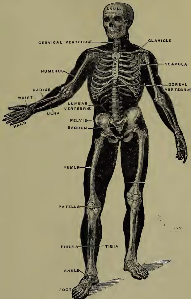 Figure 5: Human Skeleton. A full-body diagram of a human skeleton with labels for various bones: SKULL, CERVICAL VERTEBRÆ, CLAVICLE, SCAPULA, DORSAL VERTEBRÆ, HUMERUS, RADIUS, WRIST, ULNA, HAND, LUMBAR VERTEBRÆ, PELVIS, SACRUM, FEMUR, PATELLA, TIBIA, FIBULA, ANKLE, and FOOT.