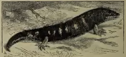 A detailed illustration of a Skink (Scincus officinalis) lizard. It is shown in profile, facing right, with a long, slender body and a long tail. The lizard has a reddish-brown or orange-brown coloration with dark, irregular blotches along its back and sides. It is depicted resting on a sandy or rocky surface.