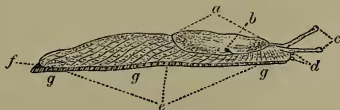 A line drawing of a slug, viewed from above. The body is elongated and oval-shaped. Various parts are labeled with letters: 'a' points to the mantle, a large oval structure on the back; 'b' points to a small opening on the mantle; 'c' points to the eye-peduncles, small stalks on the side; 'd' points to the tentacles, two short stalks at the rear; 'e' points to the sole, the bottom of the body; 'f' points to a mucus-pore on the side; and 'g' points to the foot-fringe, the edges of the foot.