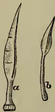 Figure 2 shows two types of snail darts. Dart 'a' is a long, slender, pointed structure. Dart 'b' is shorter, wider, and more rounded at the tip.