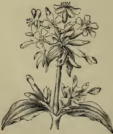 A detailed botanical illustration of Soapwort (Saponaria officinalis). The plant is shown with a central, upright stem. At the top, there are several clusters of flowers, each with five petals and a long, slender style. The leaves are broad, ovate, and have prominent, serrated or toothed margins. The base of the plant shows a cluster of leaves and a few more flowers.