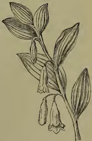 A detailed botanical illustration of the plant Polygonatum officinale, commonly known as Solomon's Seal. The drawing shows a single stem with several large, ovate-elliptical leaves arranged in two opposite rows. At the top of the stem, there are several long, slender flower stalks, each bearing a single, large, tubular flower that hangs downwards. The illustration is rendered in a fine-lined, etched style typical of 19th-century botanical texts.