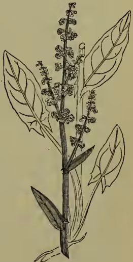 A detailed botanical illustration of a Common Sorrel (Rumex acetosa) plant. The drawing shows a central, upright stem with several large, arrow-shaped leaves at the base and along the stem. At the top of the stem, there is a long, slender inflorescence (raceme) bearing numerous small, tubular flowers. The leaves have prominent veins and a slightly serrated margin.