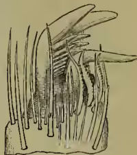 A detailed illustration of a spider's foot, showing the various segments and appendages, including the claws and spines.