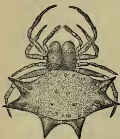 A detailed scientific illustration of a female Gasteracantha rufospinosa spider, showing its characteristic star-shaped body with numerous spines and a large, textured abdomen.
