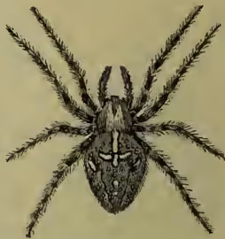 A detailed scientific illustration of a Garden Spider (Epeira diadema), showing its characteristic large, dark, and hairy body with long, slender legs and a prominent, rounded abdomen.