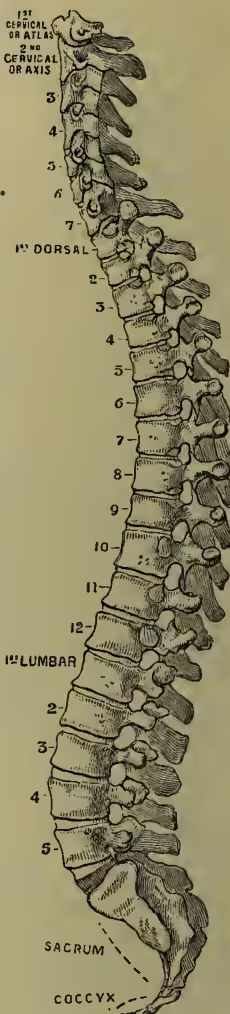 A detailed anatomical illustration of the human spinal column, viewed from the side. The spine is shown in its natural S-shaped curvature. At the top, the 1st cervical vertebra (atlas) and the 2nd cervical vertebra (axis) are labeled. The cervical vertebrae are numbered 3 through 7. The dorsal (thoracic) vertebrae are numbered 2 through 12. The lumbar vertebrae are numbered 1 through 5. The sacrum is shown as a fused block of vertebrae, and the coccyx is shown as a small, pointed bone at the very bottom. The illustration clearly shows the intervertebral discs and the neural foramina.