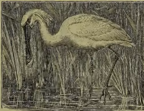 A detailed black and white illustration of a Spoonbill (Platalea leucorodia) standing in a marshy area with tall reeds. The bird is shown in profile, facing left, with its long, flat, spoon-shaped bill prominently displayed. Its legs are long and thin, and its plumage appears light-colored with some darker markings on the wings and back. The background consists of dense, vertical reeds or grasses.