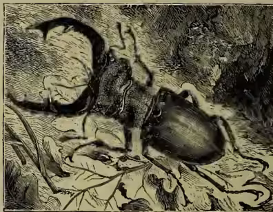 A detailed black and white illustration of a Stag-beetle (Lucanus cervus). The beetle is shown from a side profile, facing right. It has a large, dark, oval-shaped body and a long, segmented antenna. Its most prominent feature is its large, curved, and segmented mandibles, which resemble the antlers of a stag. The beetle is depicted resting on a textured surface, possibly a leaf or bark, with some fine lines suggesting its legs and body segments.