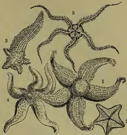 Figure 1: Illustrations of starfishes and brittle-stars. 1. Common Starfish (Asterias rubens) showing five arms and a central disc. 2. Gibbous Starlet (Asterina gibbosa) showing a smaller, more rounded form. 3. Common Starfish, reproducing rays. 4. Eyed Cribella (Cribella oculata) showing a starfish with prominent eyes on its arms. 5. Lesser Sand-star (Ophiura albida) showing a brittle-star with long, thin arms.
