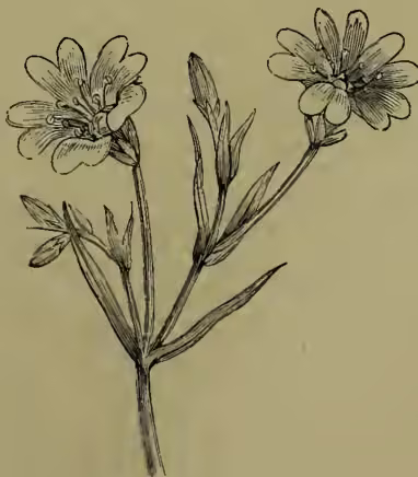 A detailed botanical illustration of Greater Stitchwort (Stellaria Holostea). The drawing shows a central stem with several large, five-petaled flowers and smaller buds. The leaves are lanceolate with serrated margins. The illustration is rendered in a fine-line, engraved style.