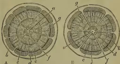 Figure 1: Diagrammatic cross sections of a young Dicotyledonous Stem. The figure shows two circular diagrams, A and B, representing cross-sections of a stem. Diagram A (left) is a two-year old stem, and Diagram B (right) is a three-year old stem. Both diagrams show concentric layers of tissue. Labels include: 'a' for pith, 'b' for primary medullary rays, 'c' for wood, 'd' for cambium ring, 'e' for bast, 'f' for cambium (interfascicular) between the bundles, and 'g' for secondary medullary rays. The diagrams illustrate the growth of the stem over time, with the wood layer becoming more prominent in the older stem (B).
