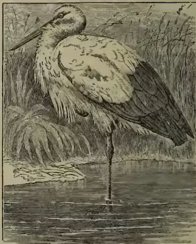A detailed black and white illustration of a Common Stork (Ciconia alba) standing in a marshy area. The bird is shown in profile, facing left, with its long neck stretched forward and its head tucked down towards its chest. Its long, powerful legs are visible, and its large, hooked bill is prominent. The background consists of tall, thin reeds or grasses, suggesting a wetland or marsh environment.