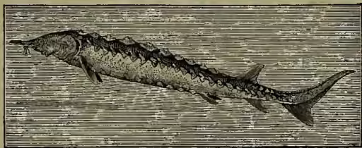 A detailed black and white illustration of a Common Sturgeon (Acipenser sturio) swimming to the left. The fish has a long, slender body with a pointed snout. Five rows of bony plates are visible along its back, sides, and belly. It has a small dorsal fin near the tail and a large, forked tail. The illustration shows fine details of the scales and the texture of the skin.