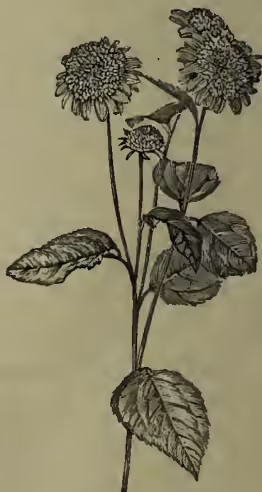 A detailed black and white botanical illustration of a Sunflower (Helianthus multiflorus). The plant is shown with a central stem and several large, heart-shaped leaves. At the top of the stem, there are several large, composite flower heads (heads of flowers). The illustration shows the structure of the leaves and the arrangement of the flower heads.