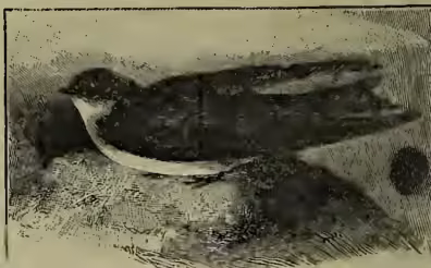 Figure 2: Illustration of a Sand-martin (Hirundo riparia) in profile, facing left. The bird is shown with its characteristic dark upperparts and white underparts, perched on a textured surface.